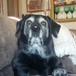 Harrisburg Veterinary Clinic