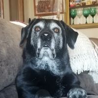 Harrisburg Veterinary Clinic ico