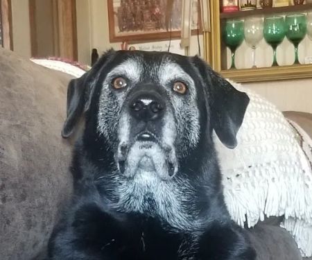 Harrisburg Veterinary Clinic