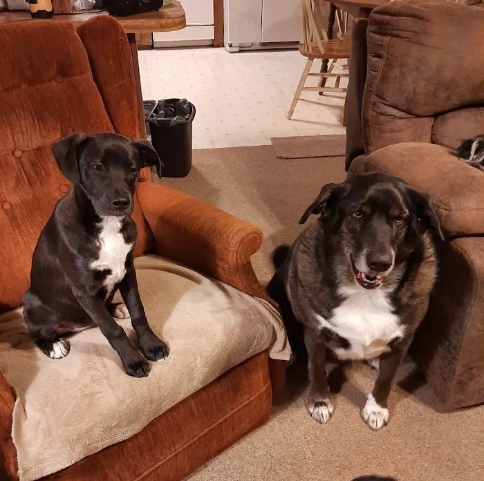 Harrisburg Veterinary Clinic Picture 2