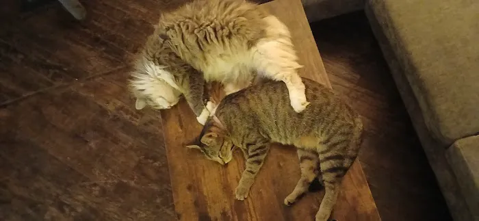 Harrisburg Veterinary Clinic Picture 4