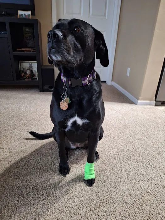 Harrisburg Veterinary Clinic Picture 7