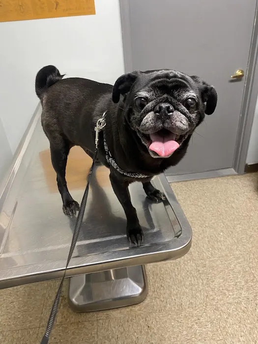 Harrisburg Veterinary Clinic Picture 9