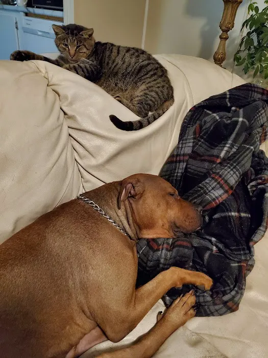 Harrisburg Veterinary Clinic Picture 10