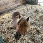 Beasley Equine Clinic
