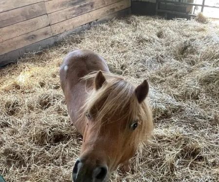 Beasley Equine Clinic