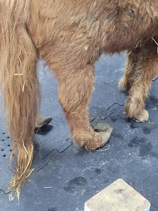 Beasley Equine Clinic Picture 2