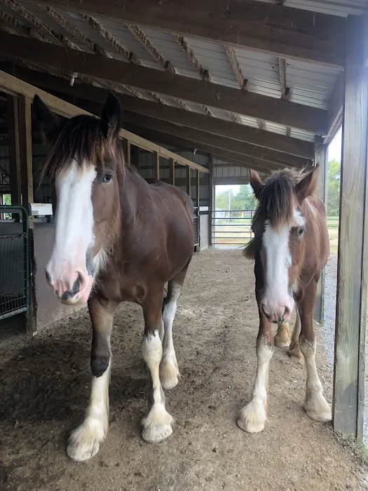 Beasley Equine Clinic Picture 8