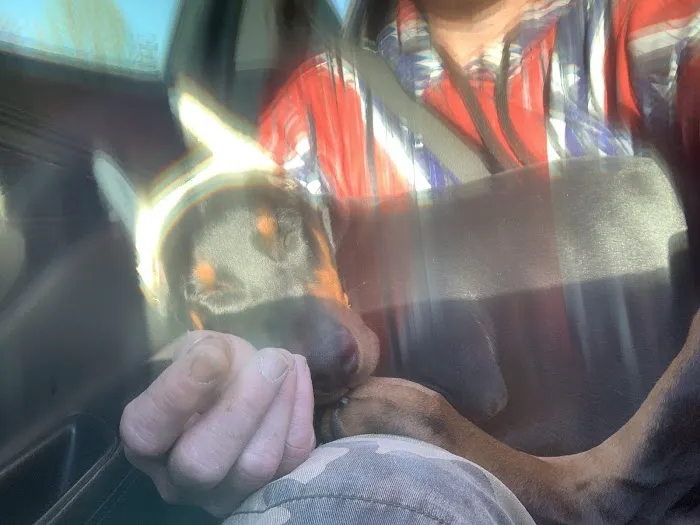 Central Hospital For Animals Picture 1