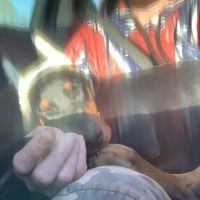 Central Hospital For Animals ico