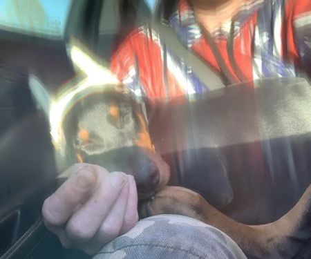 Central Hospital For Animals