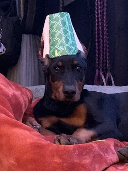 Central Hospital For Animals Picture 2