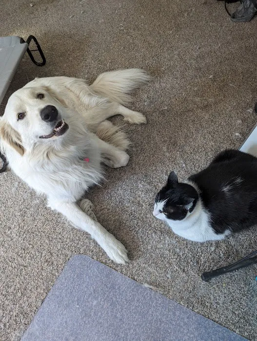 Central Hospital For Animals Picture 6