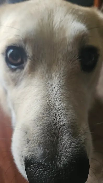 Central Hospital For Animals Picture 3