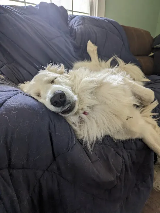 Central Hospital For Animals Picture 5