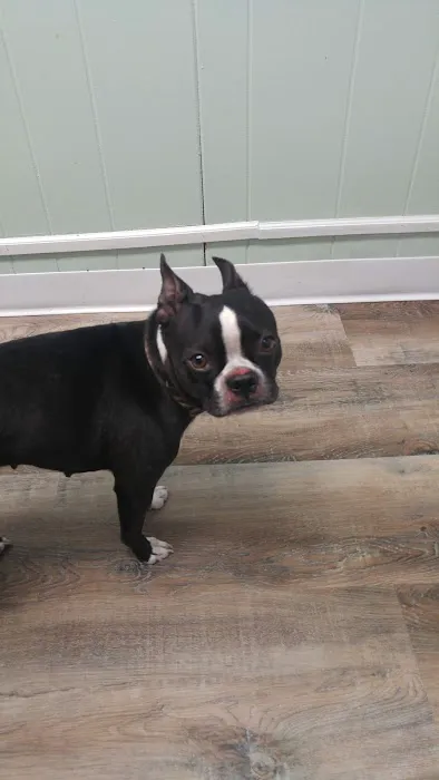 Central Hospital For Animals Picture 4