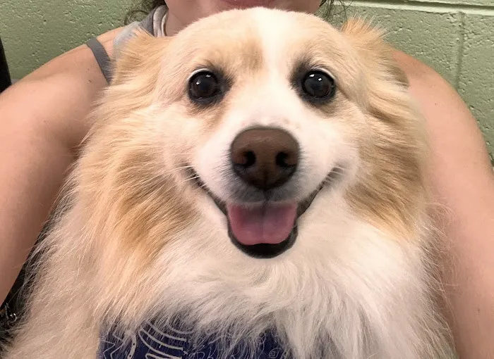 Central Hospital For Animals Picture 8