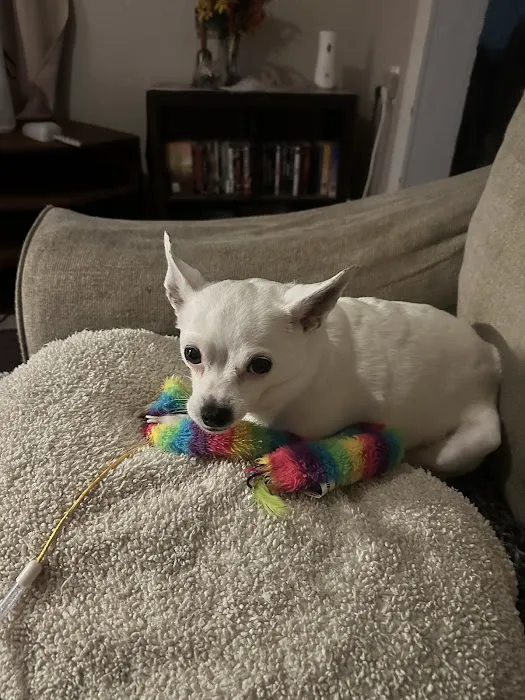 Spears Animal Hospital Picture 1