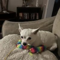 Spears Animal Hospital ico