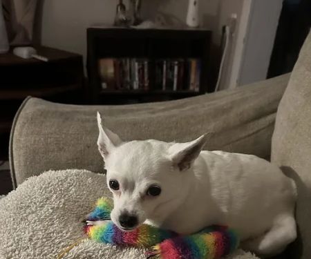 Spears Animal Hospital