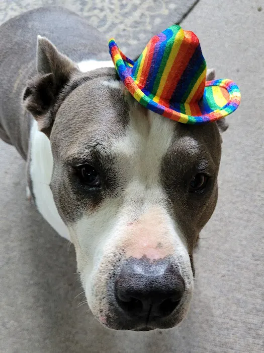 Spears Animal Hospital Picture 8