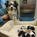 Stone Creek Veterinary Clinic