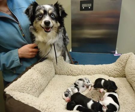 Stone Creek Veterinary Clinic