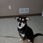 Animal Clinicof Ste. Genevieve