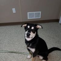 Animal Clinicof Ste. Genevieve ico