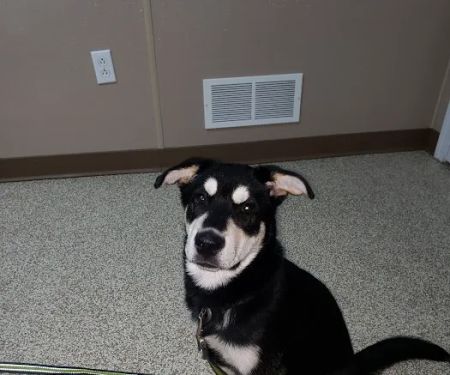 Animal Clinicof Ste. Genevieve