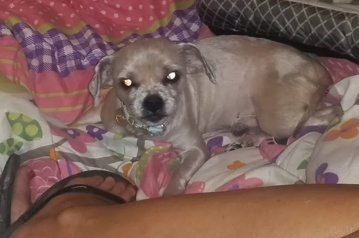 Animal Clinicof Ste. Genevieve Picture 3