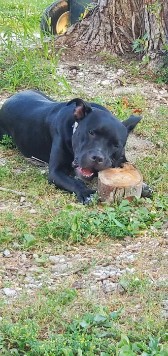 All Creatures Veterinary Clinic Picture 3