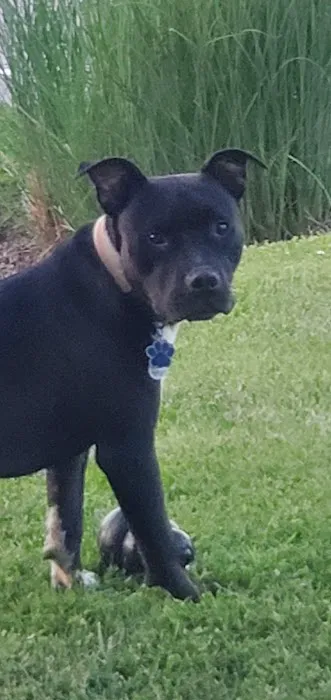 All Creatures Veterinary Clinic Picture 2