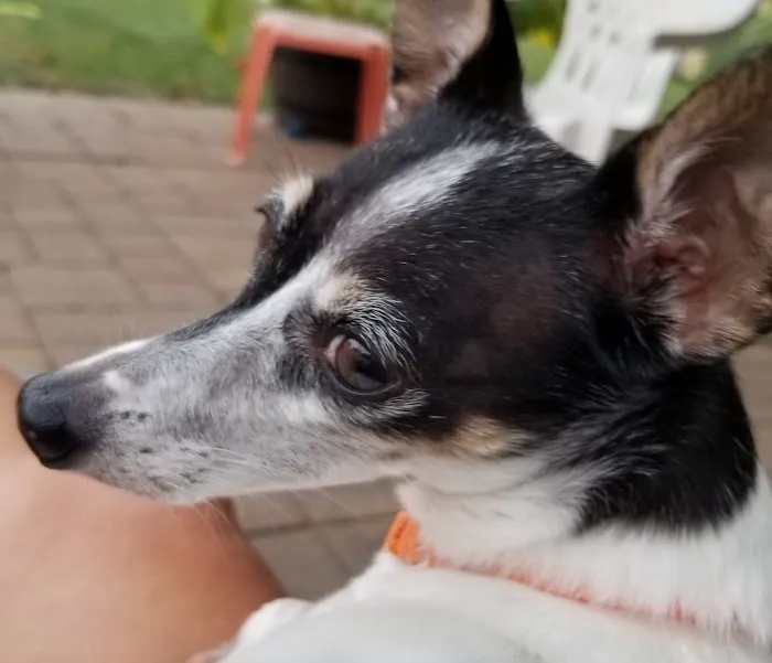 All Creatures Veterinary Clinic Picture 1