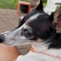 All Creatures Veterinary Clinic ico