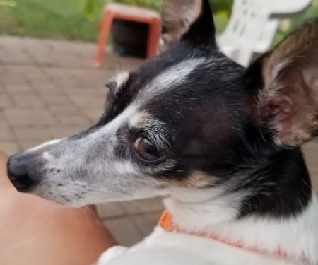 All Creatures Veterinary Clinic