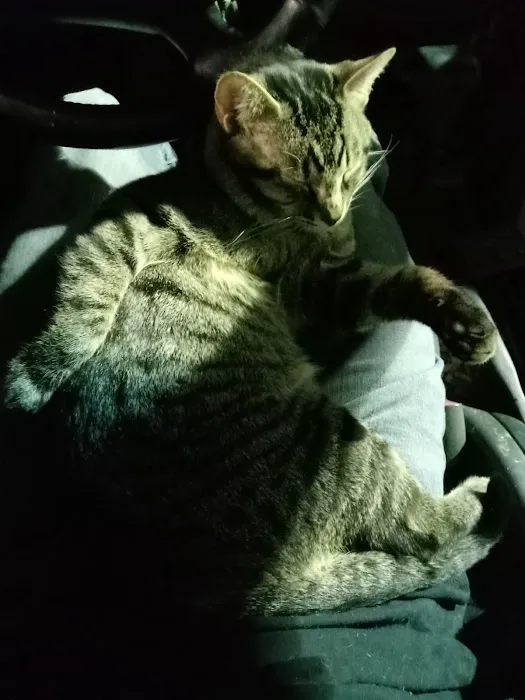 All Creatures Veterinary Clinic Picture 7