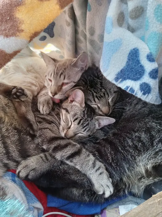 All Creatures Veterinary Clinic Picture 6