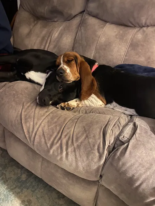 All Creatures Veterinary Clinic Picture 8