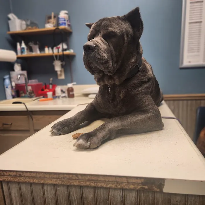 All Creatures Veterinary Clinic Picture 9
