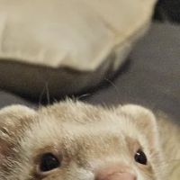 Perry County Veterinary Hospital ico