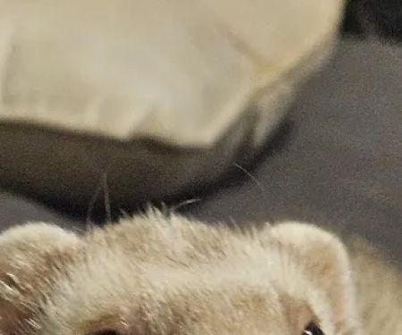 Perry County Veterinary Hospital