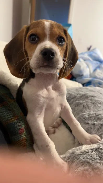 Ste. Genevieve Veterinarian Clinic Picture 1