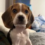 Ste. Genevieve Veterinarian Clinic