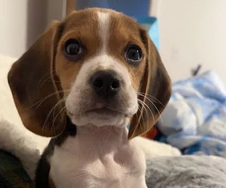 Ste. Genevieve Veterinarian Clinic