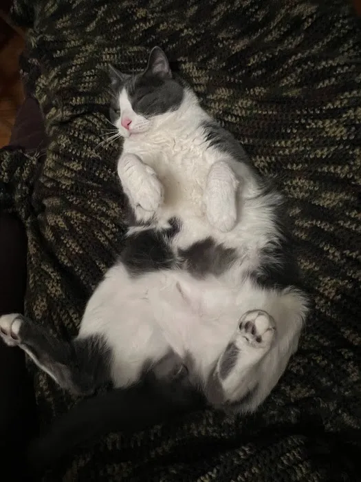 Ste. Genevieve Veterinarian Clinic Picture 2