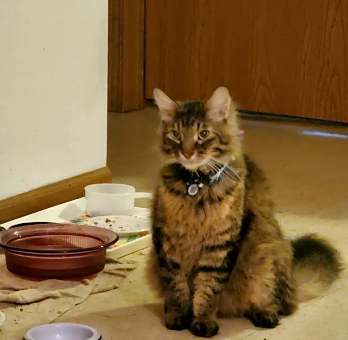 Ste. Genevieve Veterinarian Clinic Picture 3