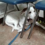 Waterloo Animal Hospital