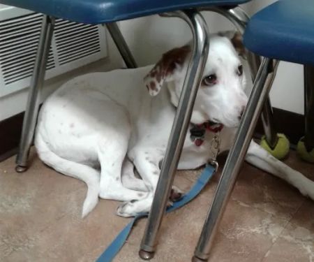 Waterloo Animal Hospital