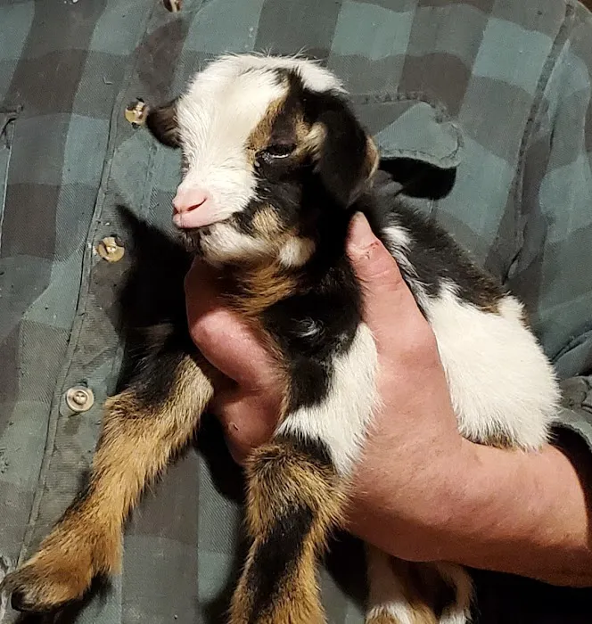 Waterloo Animal Hospital Picture 7